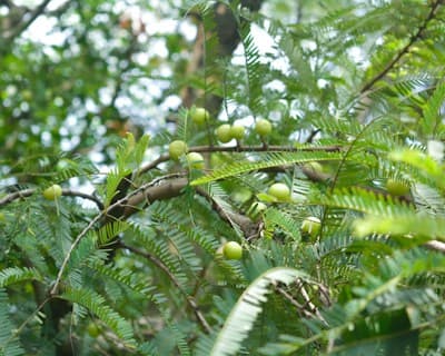 Amla Powder